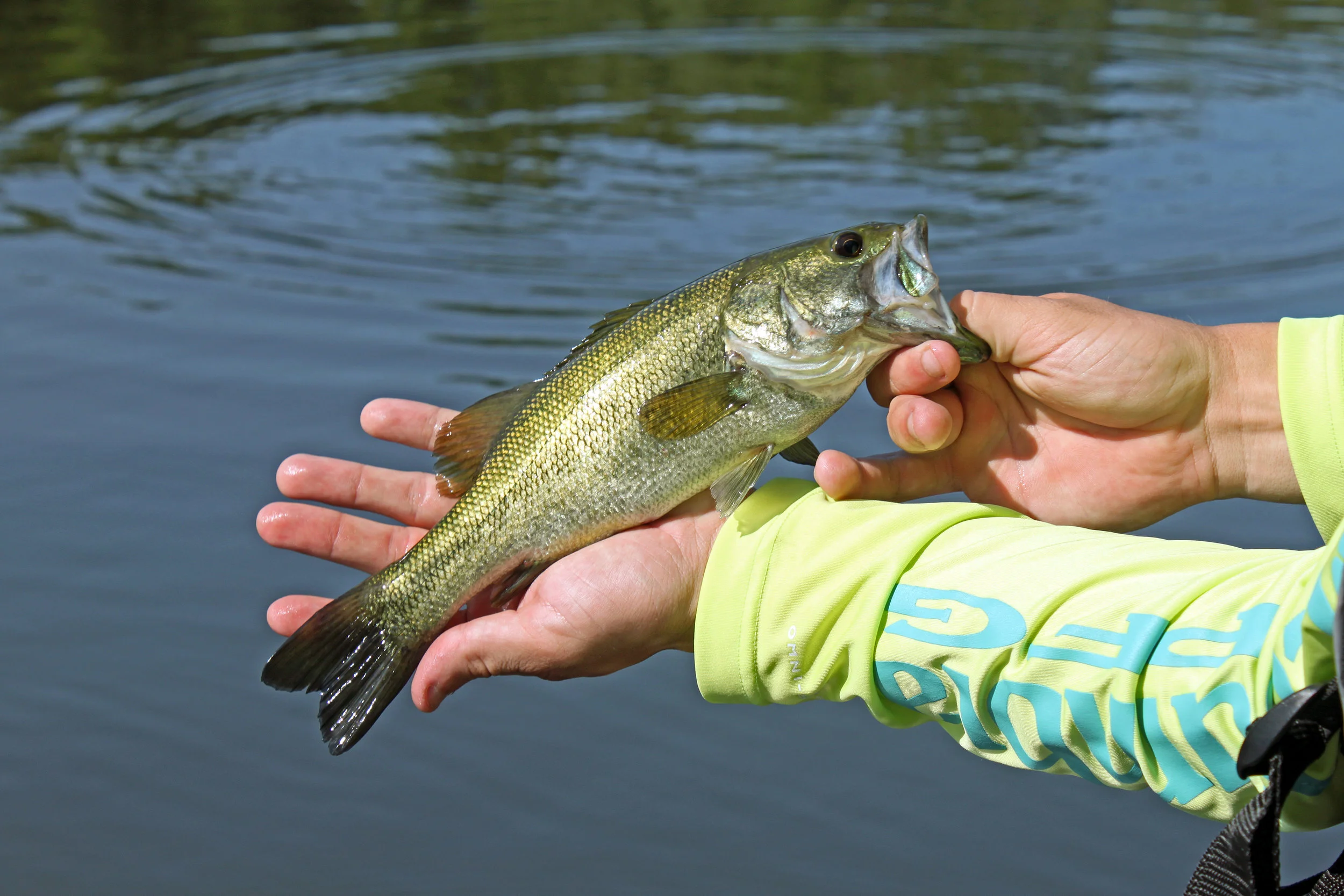 Small bass deals